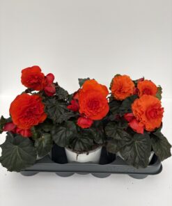 Knollenbegonie (Begonie Tuberhybrida)