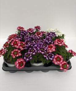 Verbena (hängend)