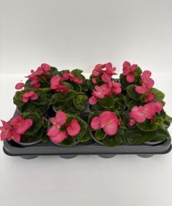 Begonie semperflorens