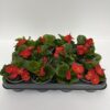 Begonie semperflorens – Bild 2