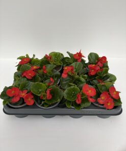Alternative view of Begonie semperflorens