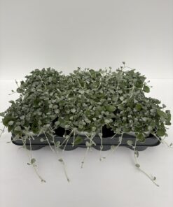Dichondra (Silverfalls)
