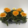 Gazanien (Mittagsgold) – Bild 2