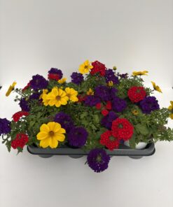 TrioMio (Verbena & Bidens)