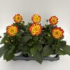 Dahlien Lubega (Farbmix)