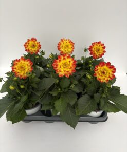 Dahlien Lubega (Farbmix)