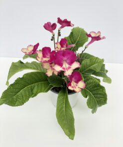 Streptocarpus Merlin