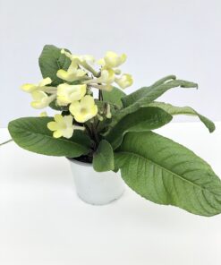 Streptocarpus Naomi