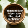 Begonien hängend
