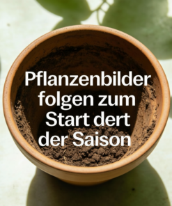 Cyclamen Mini (gefranst)