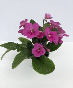Streptocarpus Princesse