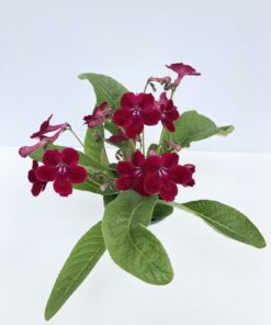 Streptocarpus Rubina