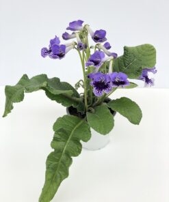 Streptocarpus Sphinx