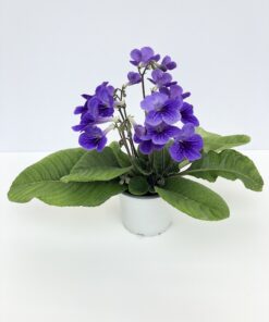 Streptocarpus Spirit