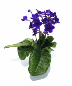 Streptocarpus Stella