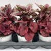 Begonia elatior Zimmer (Mix) – Bild 2