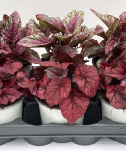 Alternative view of Begonia elatior Zimmer (Mix)