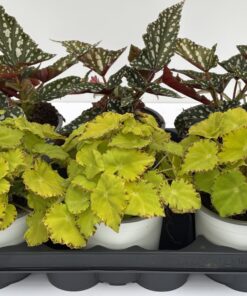 Begonia elatior Zimmer (Mix)