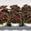 Plectranthus scutellarioides (Mix) – Bild 3