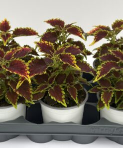Plectranthus scutellarioides (Mix)