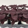 Plectranthus scutellarioides (Mix) – Bild 2