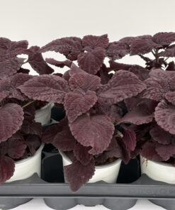 Alternative view of Plectranthus scutellarioides (Mix)