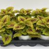 Plectranthus scutellarioides (Mix) – Bild 4