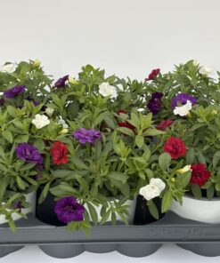 Calibrachoa Trio gefüllt