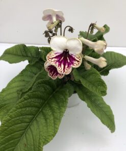 Streptocarpus Plenty