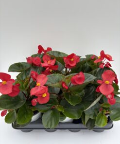 Begonia Big